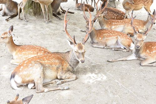 17_8_11_nara7.jpg
