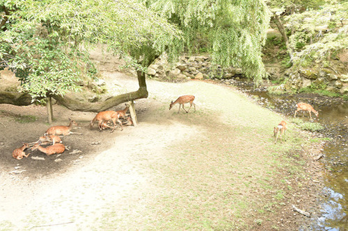 17_8_11_nara8.jpg