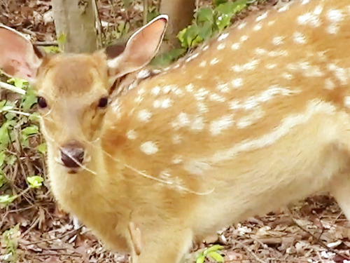 19_1_25metaldeer_2.jpg