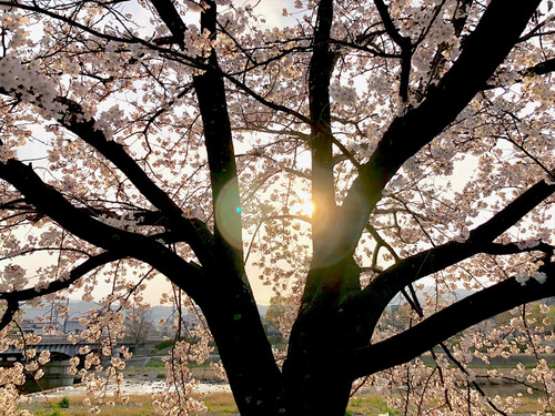 19_4_4_sakura10.jpg