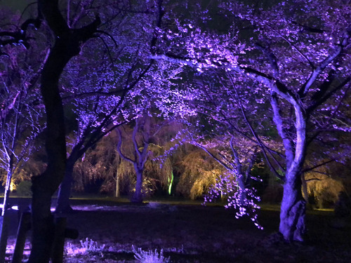 19_4_4_sakura3.jpg