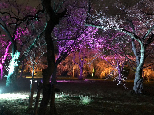 19_4_4_sakura4.jpg