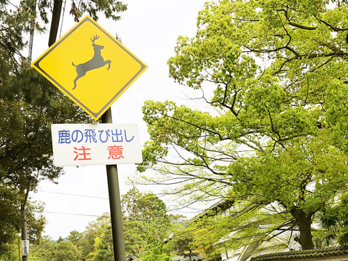 19_5_11_nara4.jpg