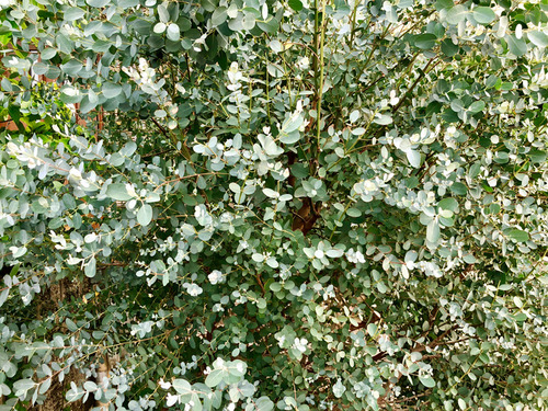 19_6_21_wreath3.jpg