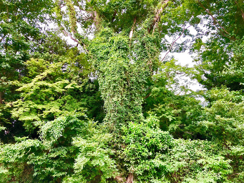 19_7_9_tree1.jpg
