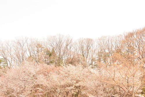 201841hoshino1.jpg
