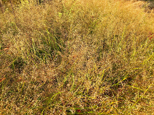 2018_11_24_yarn5.jpg