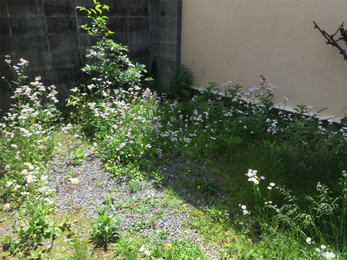 flowerm11.jpg