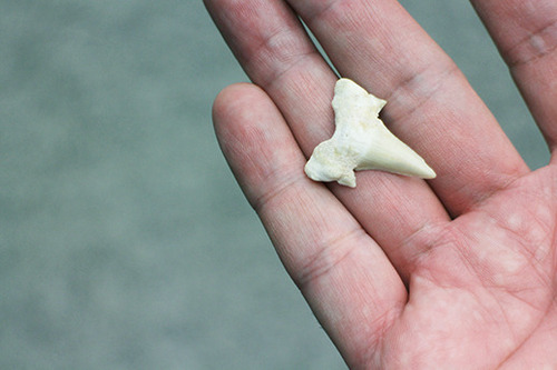 sharktooth.jpg