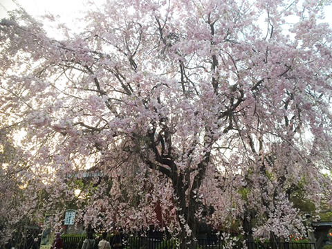ueno1.jpg
